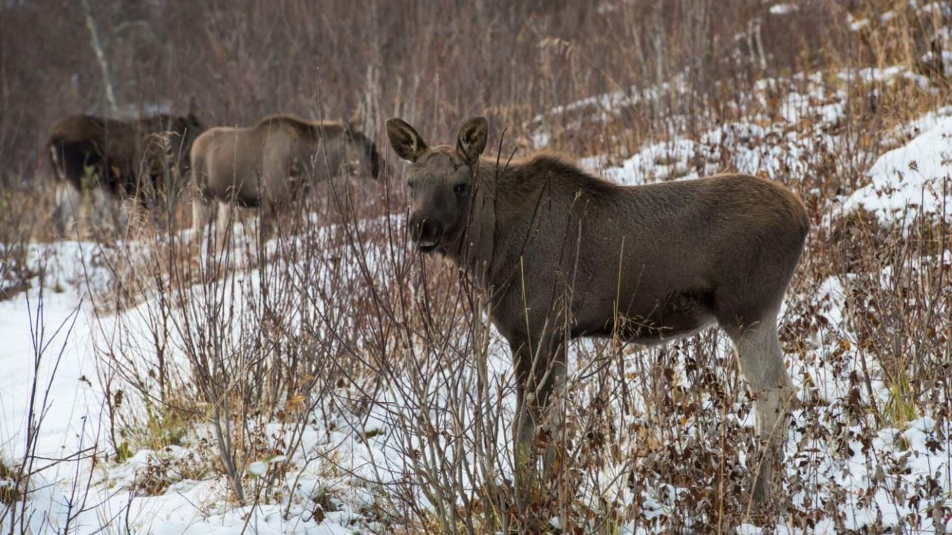 Liten gruppe Arktisk fjordtur