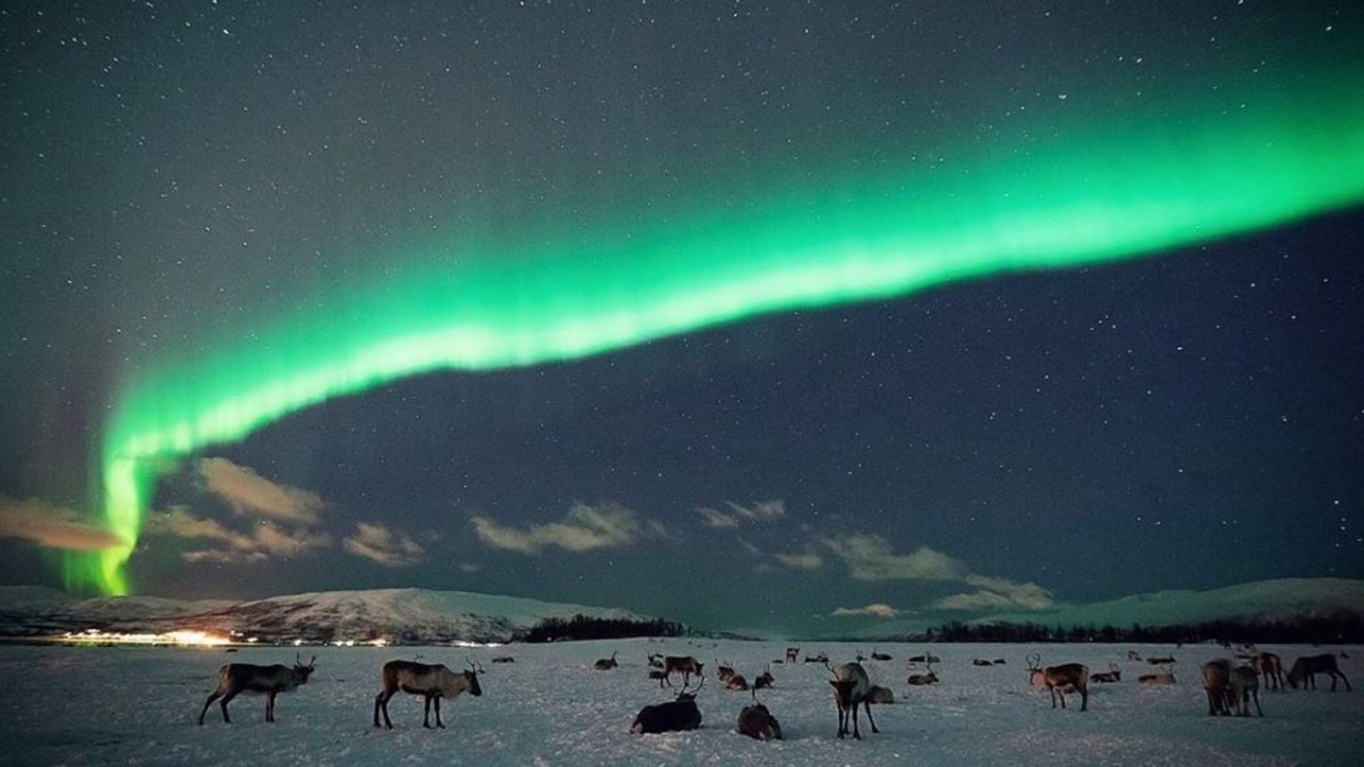 Reinsledetur, Reinsdyrcamp Middag med Nordlyssjanser