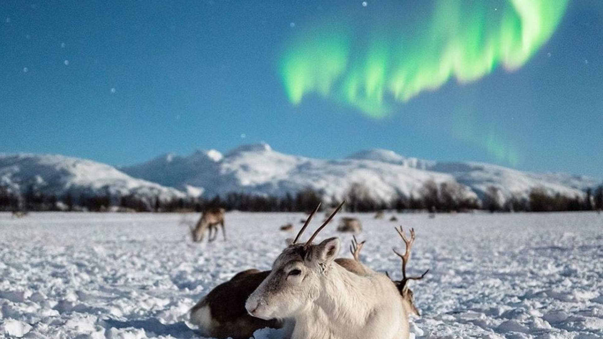 Reinsledetur, Reinsdyrcamp Middag med Nordlyssjanser