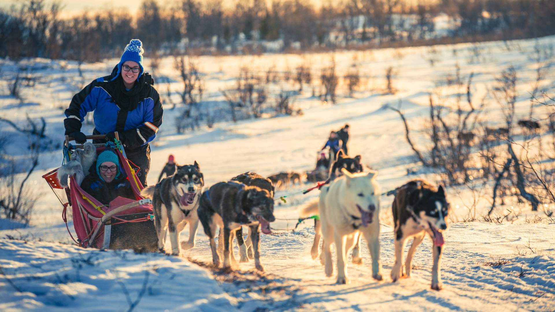 Hundekjøring dagtid uten fører