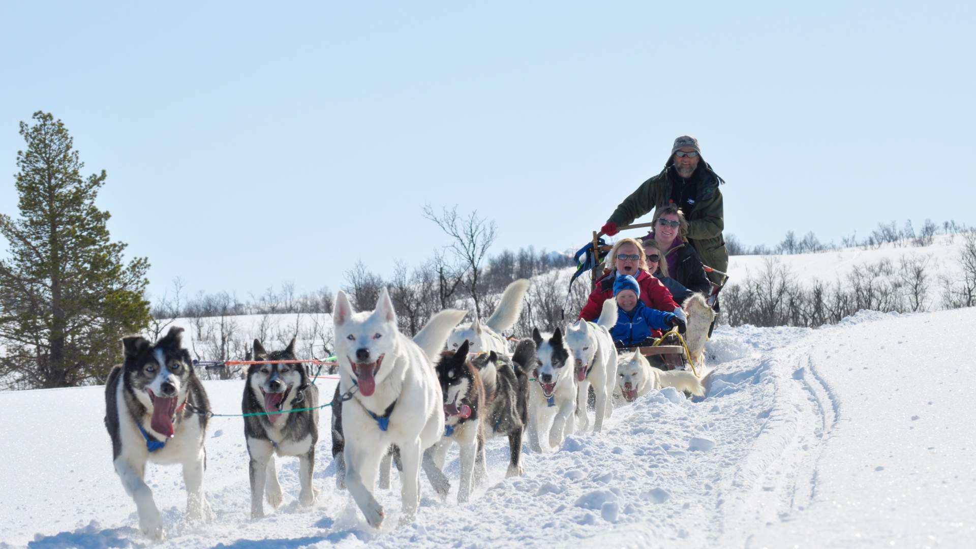 Hundesledetur dagtid med fører