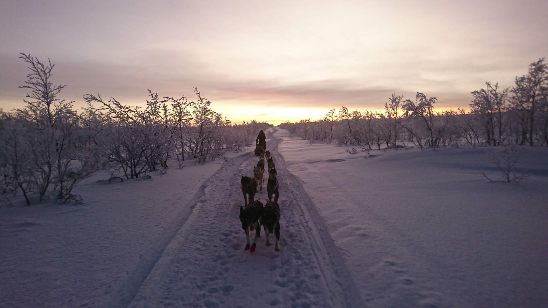 Hundesledetur dagtid med fører
