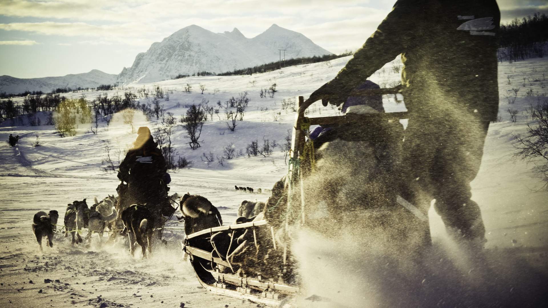 Hundesledetur dagtid med fører