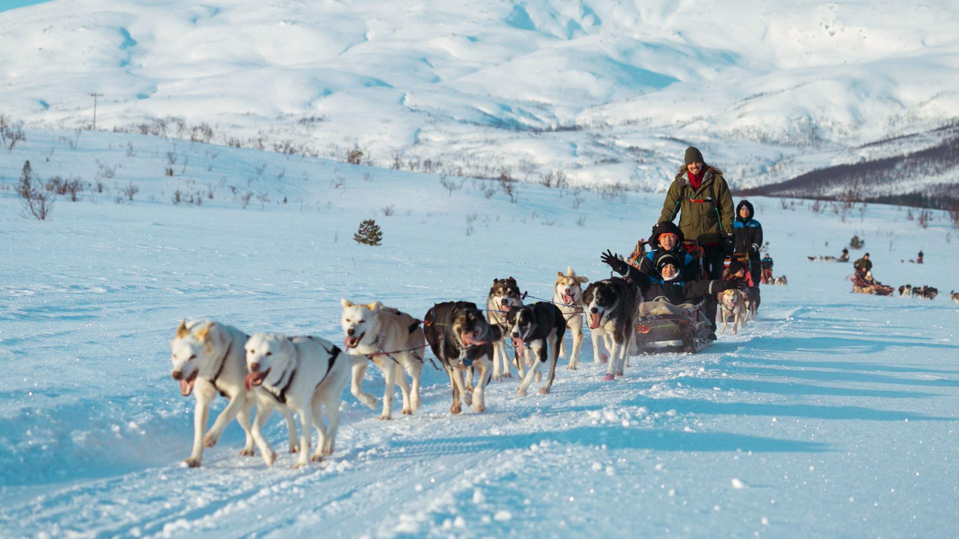 Hundesledetur dagtid med fører