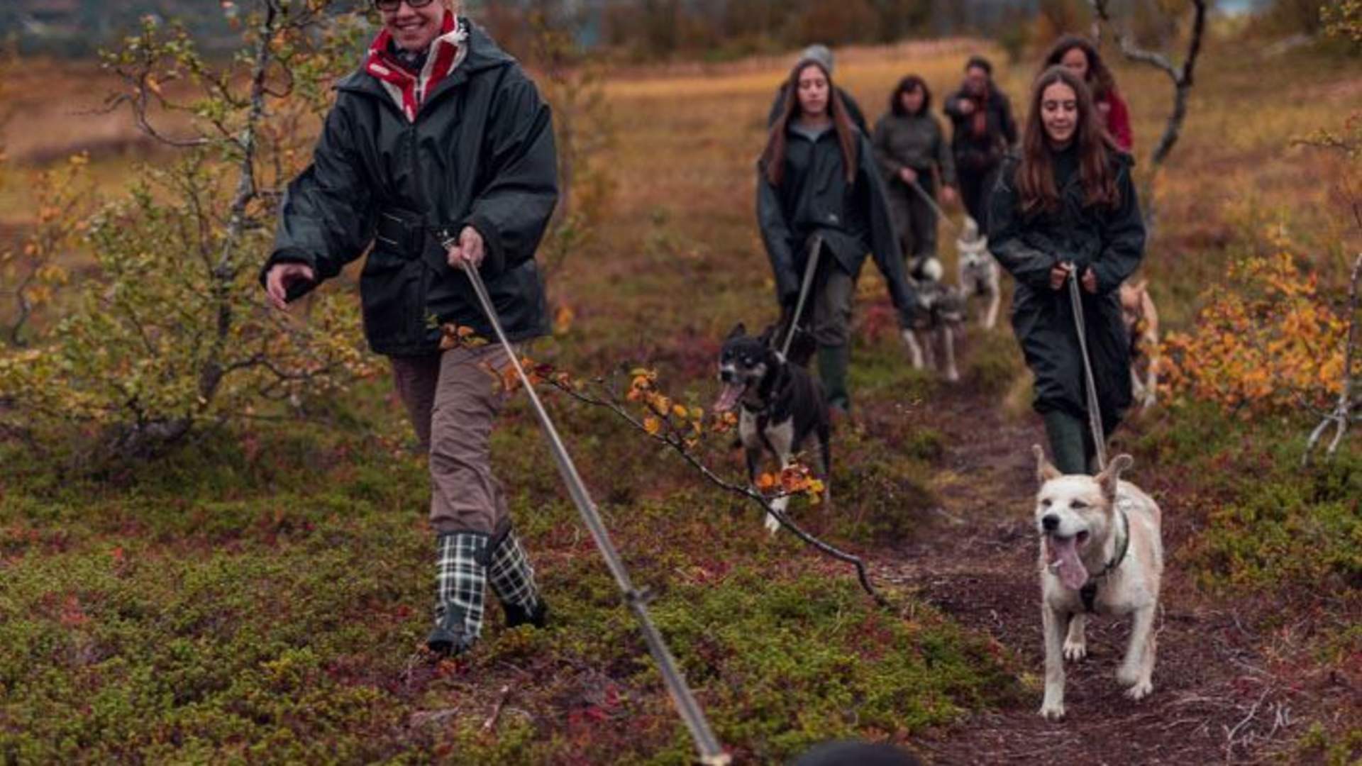 Nordlyscamp og vandretur med husky eller valpetrening