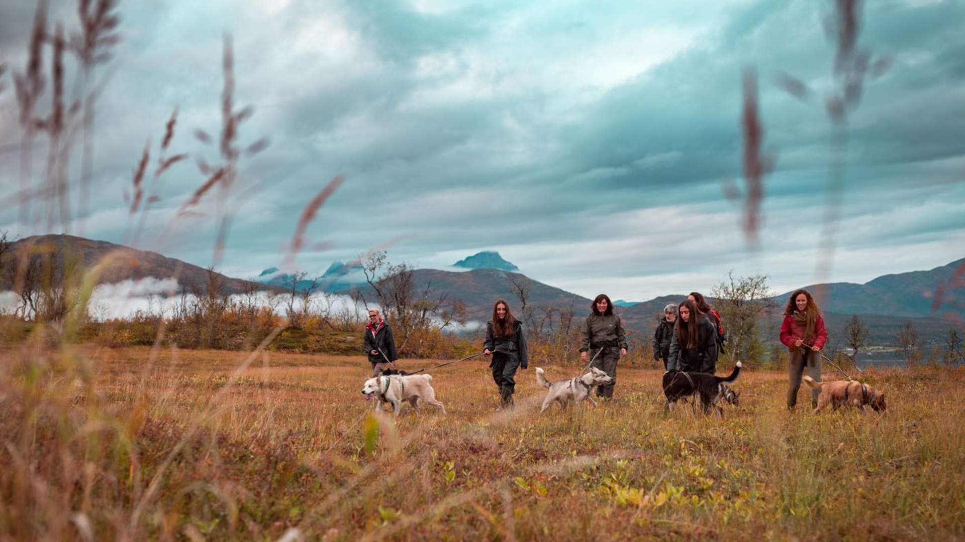 Nordlyscamp og vandretur med husky eller valpetrening