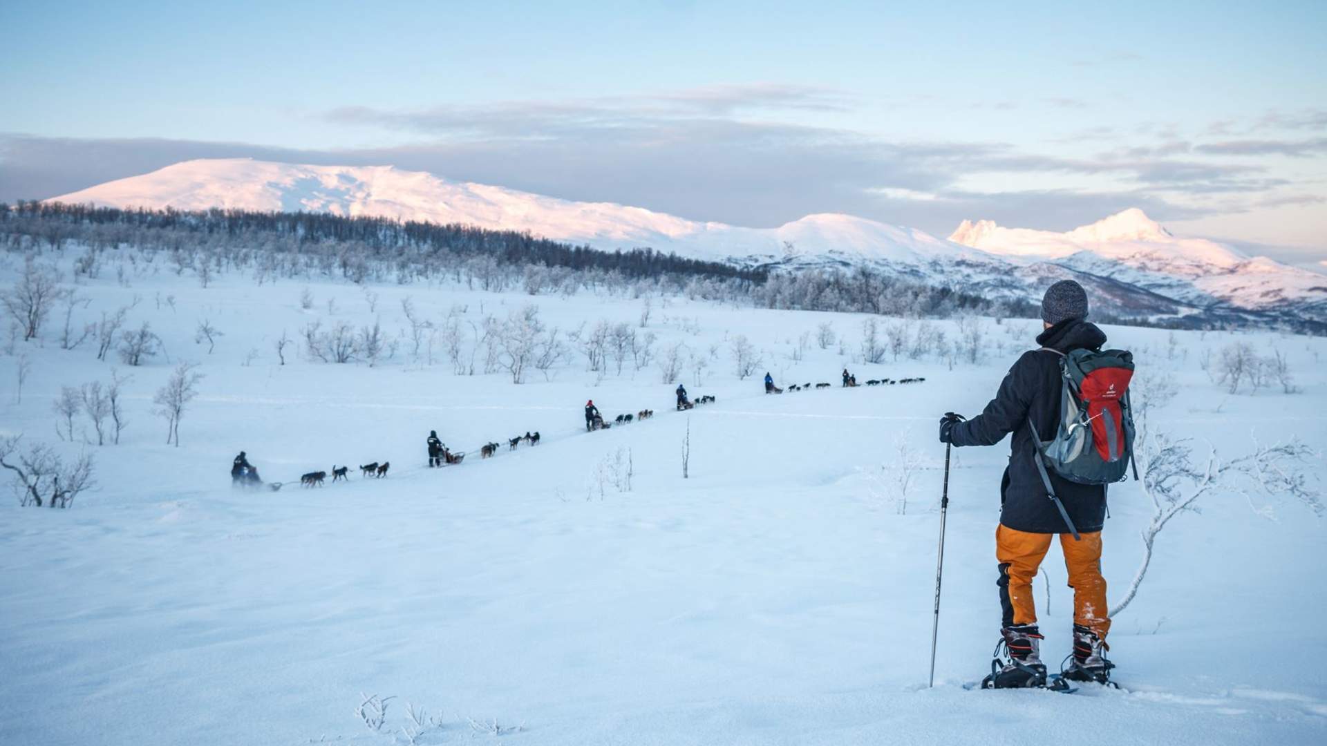 Trugetur med huskyer