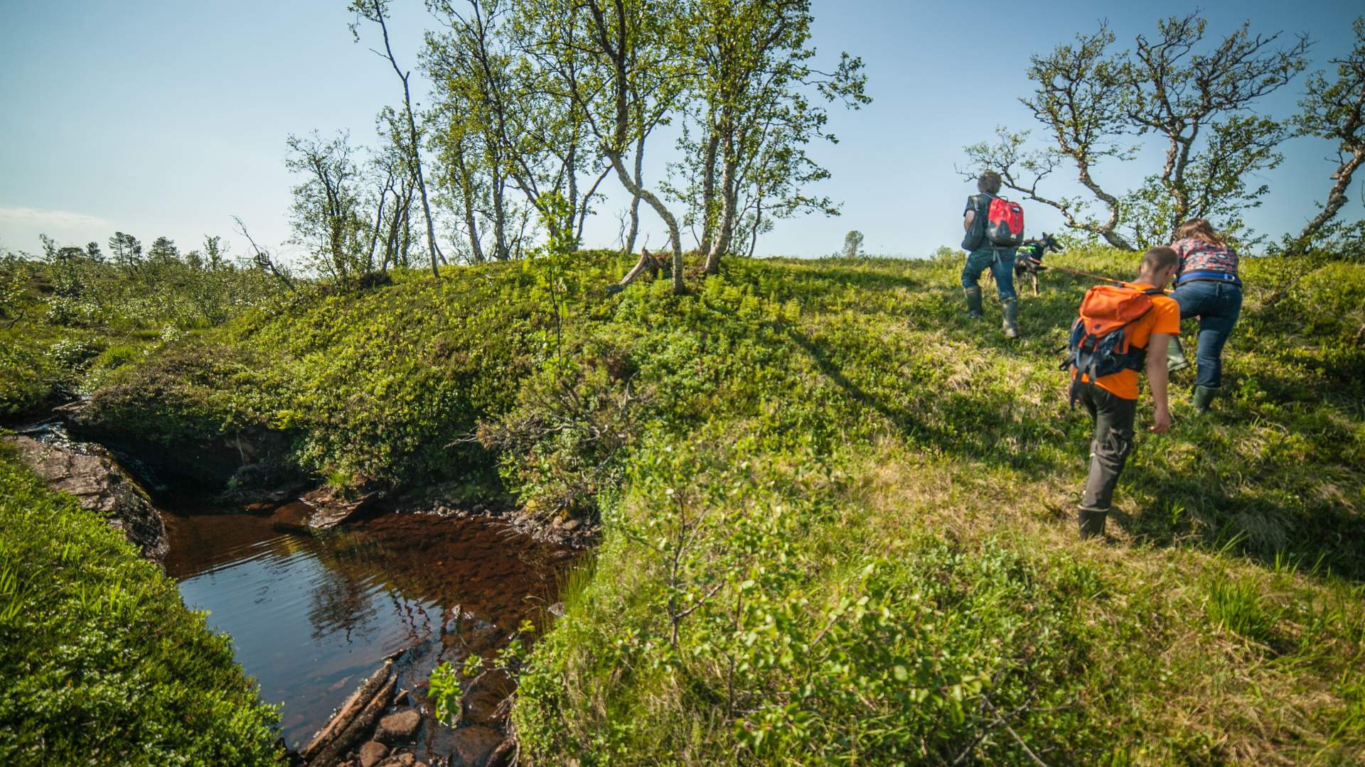 Ut på tur med huskiene og valpebesøk