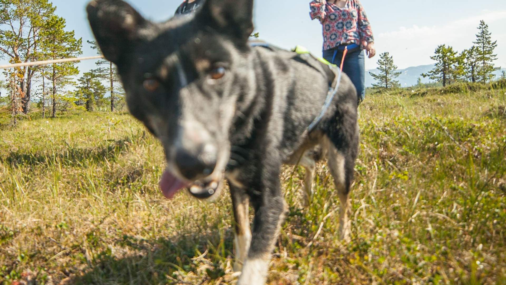 Ut på tur med huskiene og valpebesøk