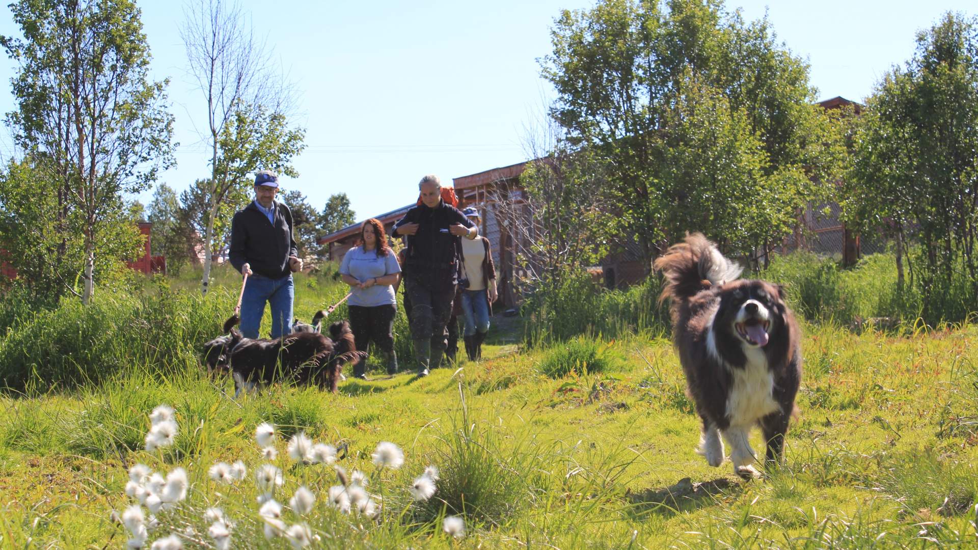 Ut på tur med huskiene og valpebesøk