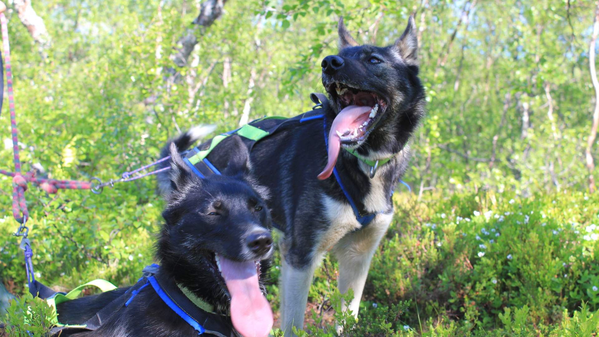 Ut på tur med huskiene og valpebesøk