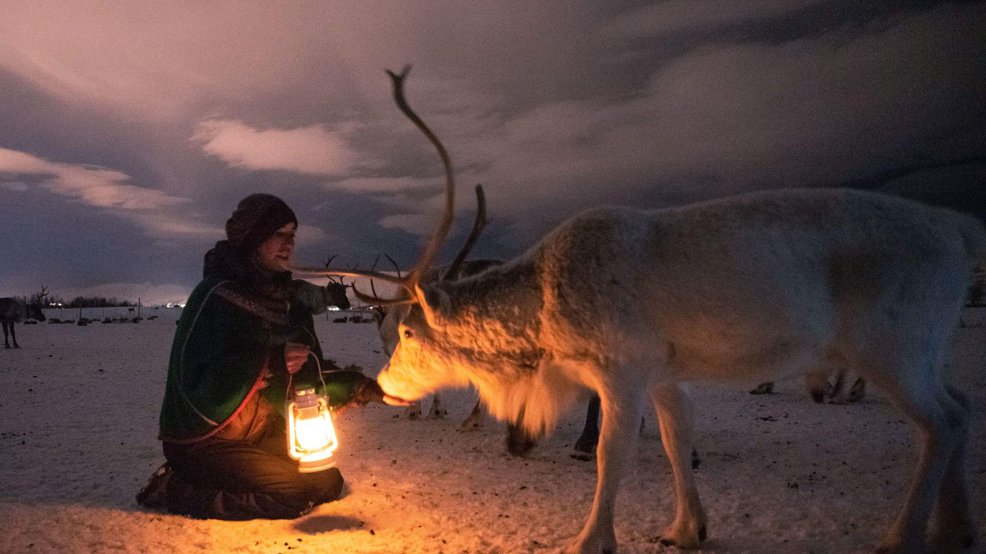 Reinsledetur, Reinsdyrcamp Middag med Nordlyssjanser