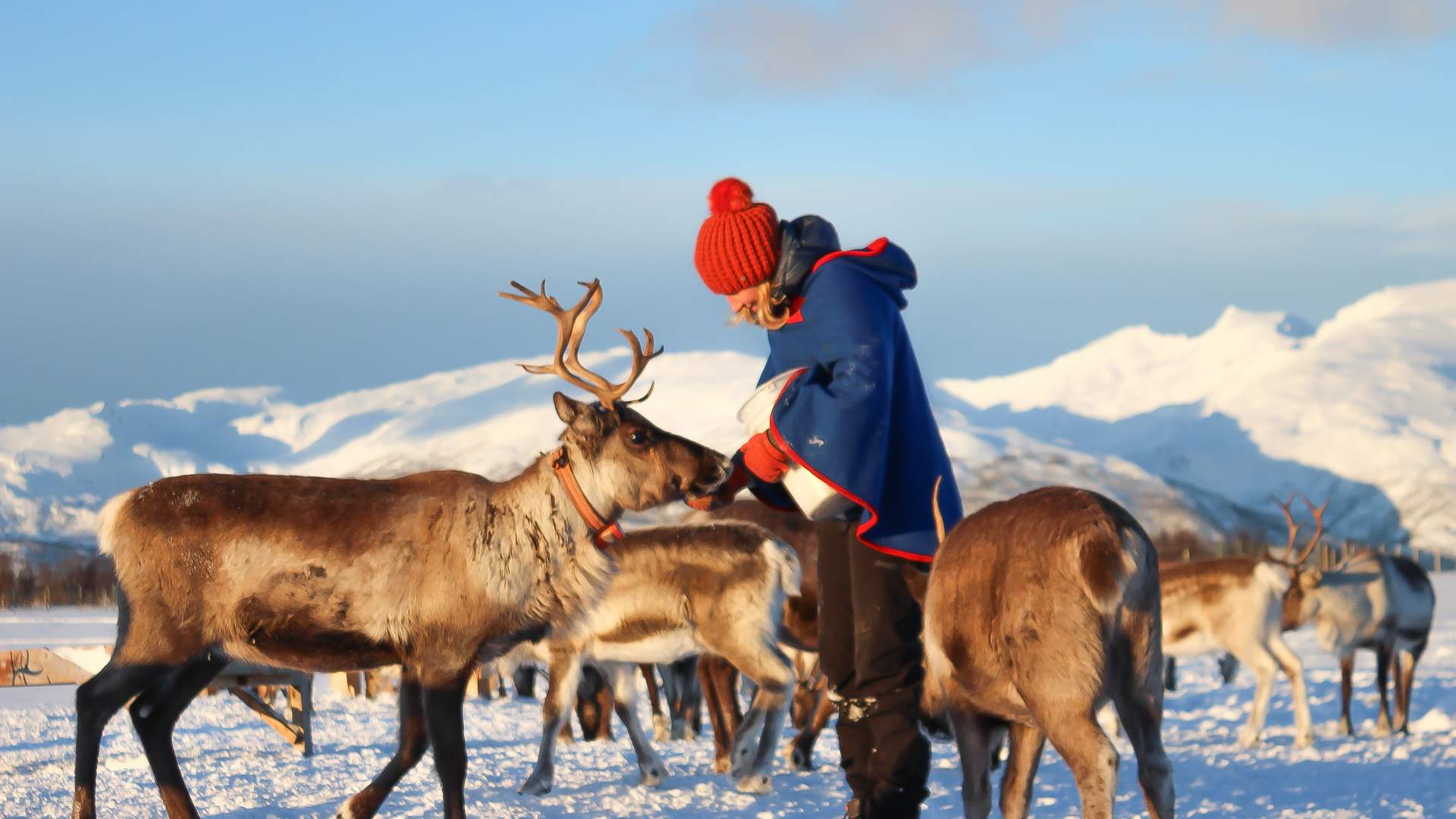 Reinsdyr mating, samisk historie og kort Reinsledetur