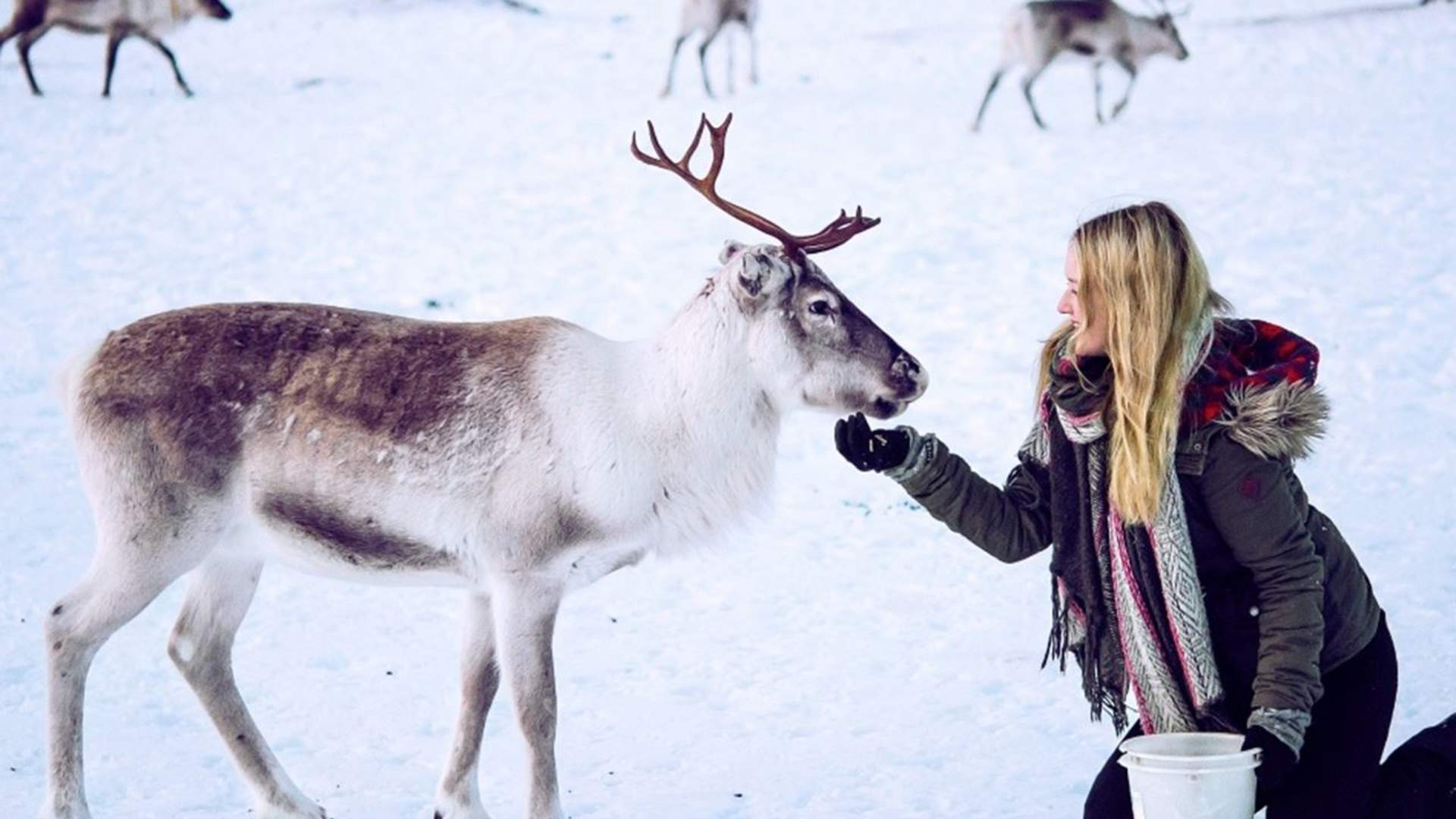 Reindeer Feeding and Sami History