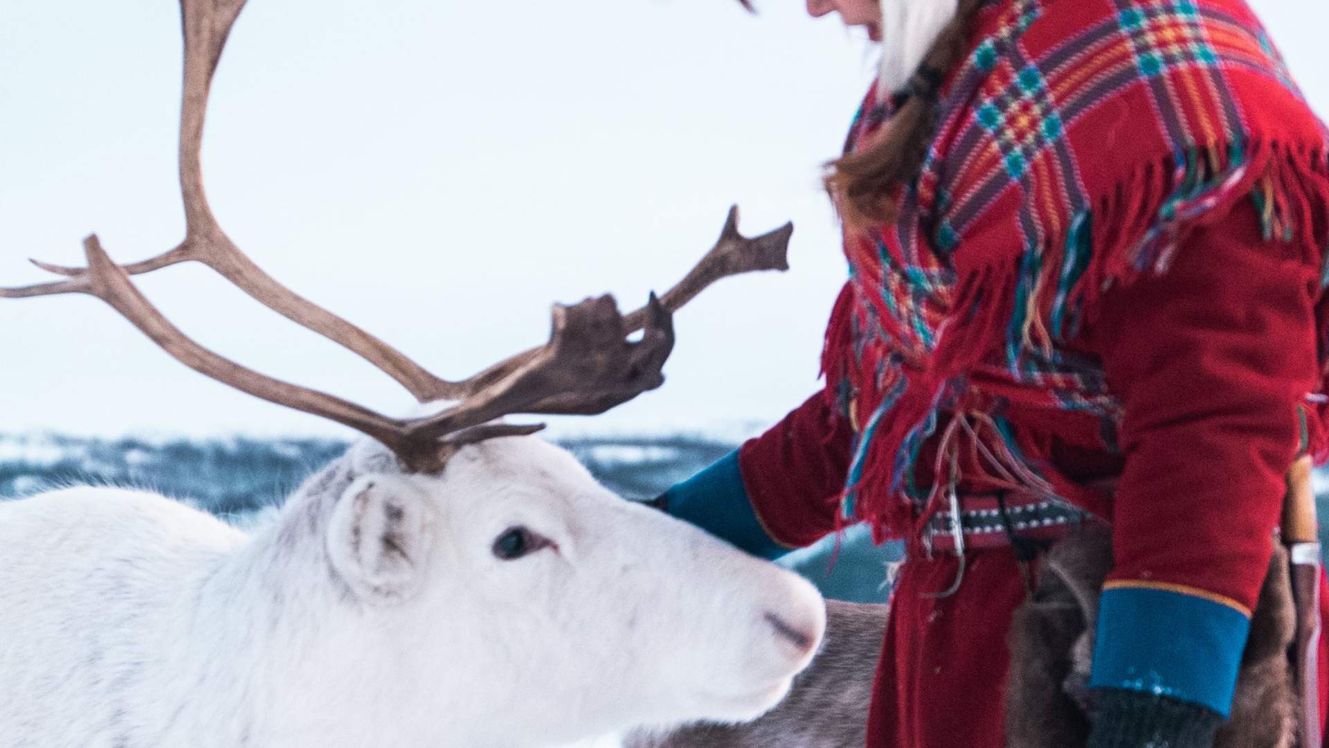Reinsdyr mating, samisk historie og kort Reinsledetur