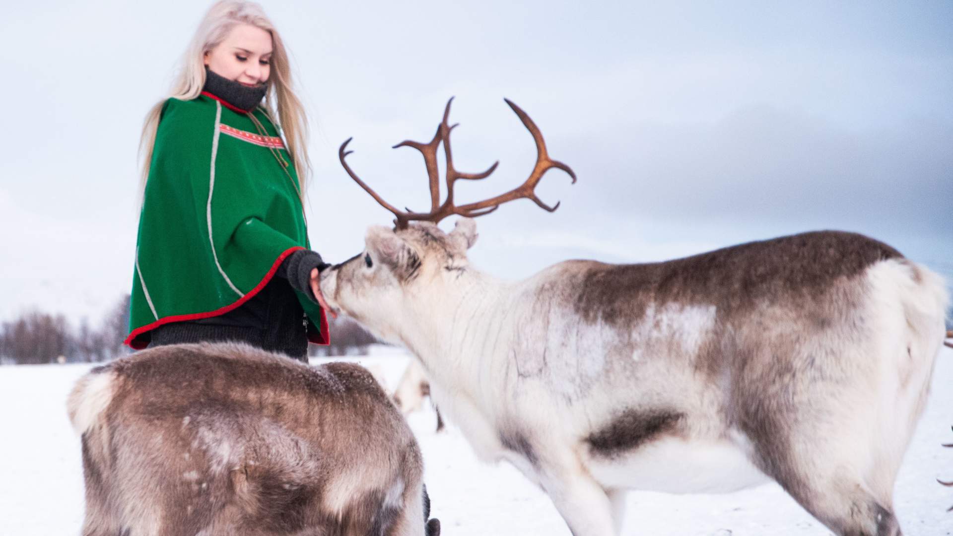 Reindeer Feeding and Sami History