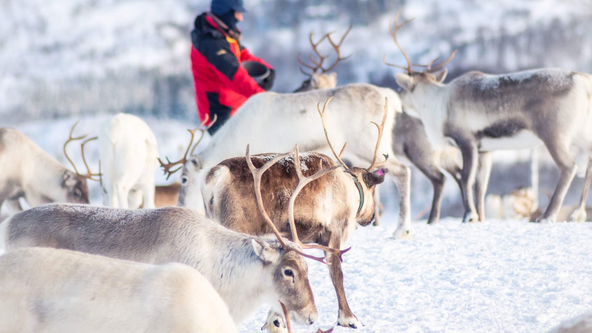 Reindeer Feeding and Sami History