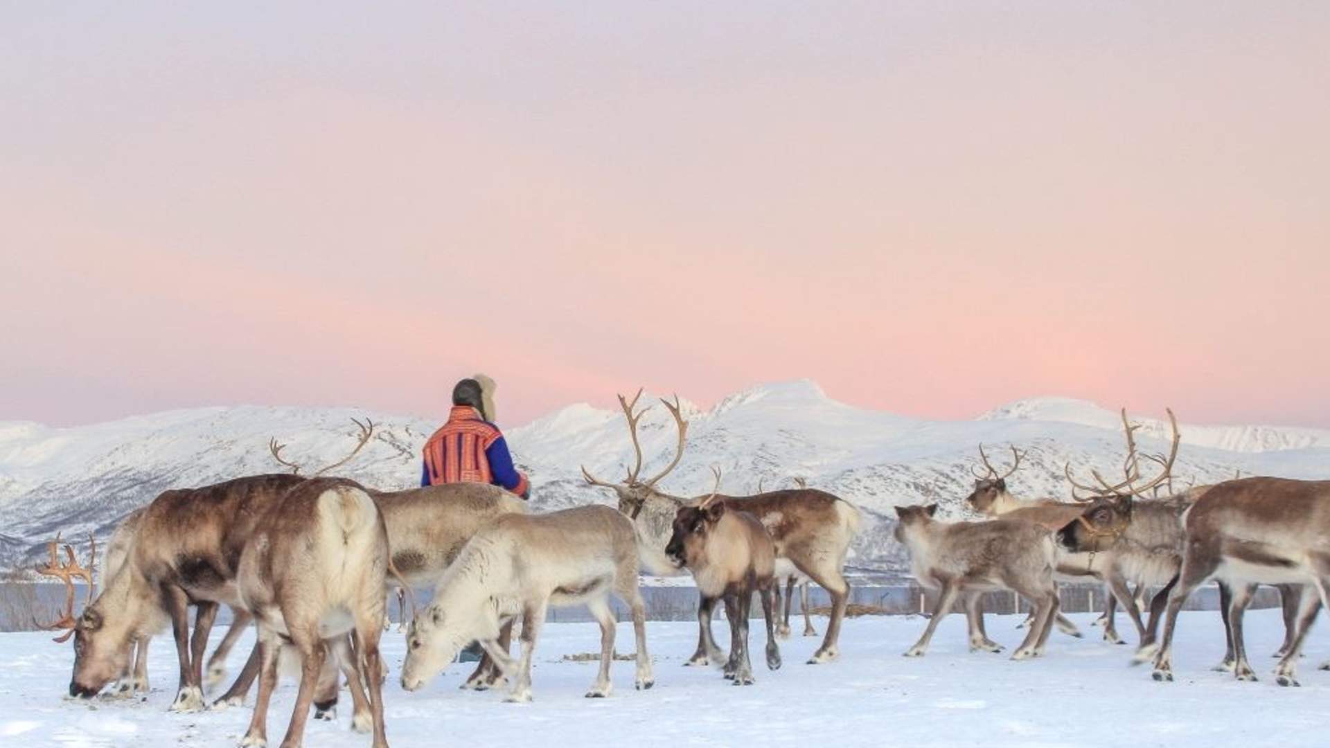 Reindeer Sledding, Reindeer Feeding and Sami Culture