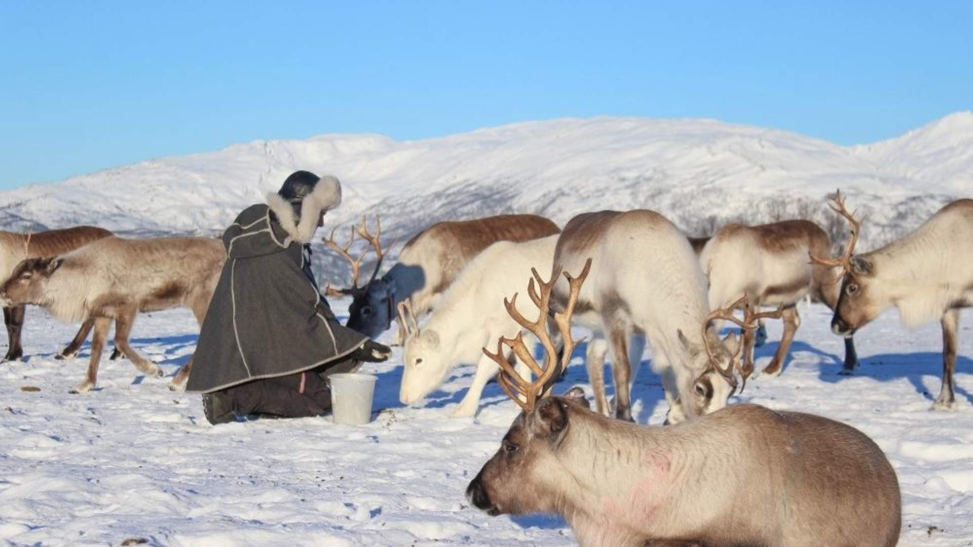 Reindeer Sledding, Reindeer Feeding and Sami Culture