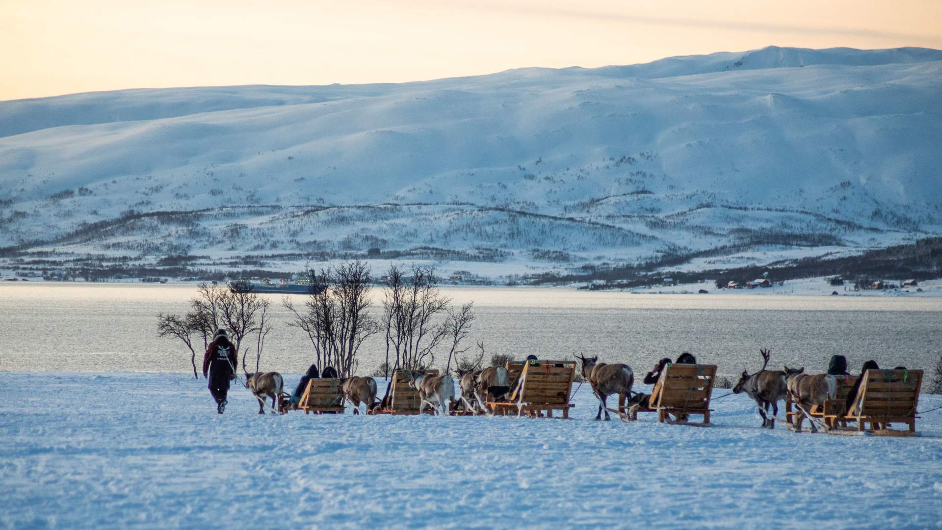 Reindeer Sledding, Reindeer Feeding and Sami Culture