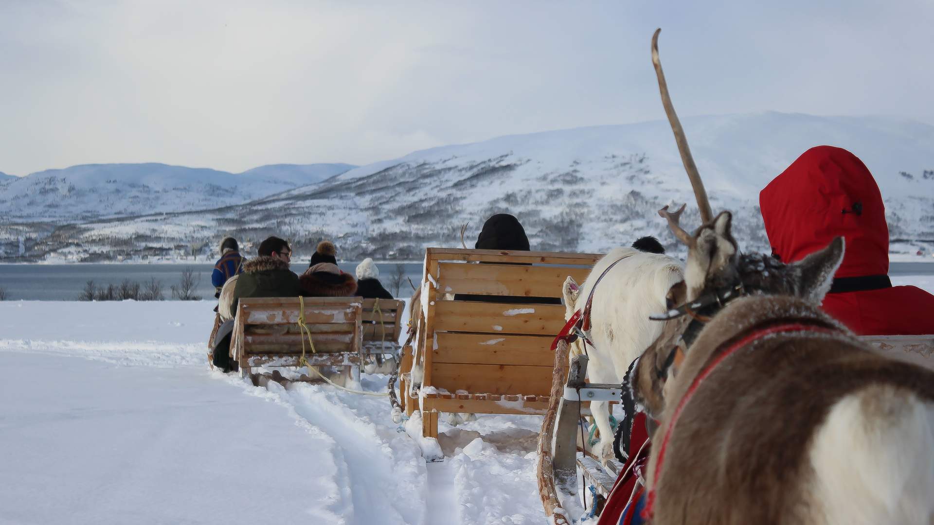Reindeer Sledding, Reindeer Feeding and Sami Culture
