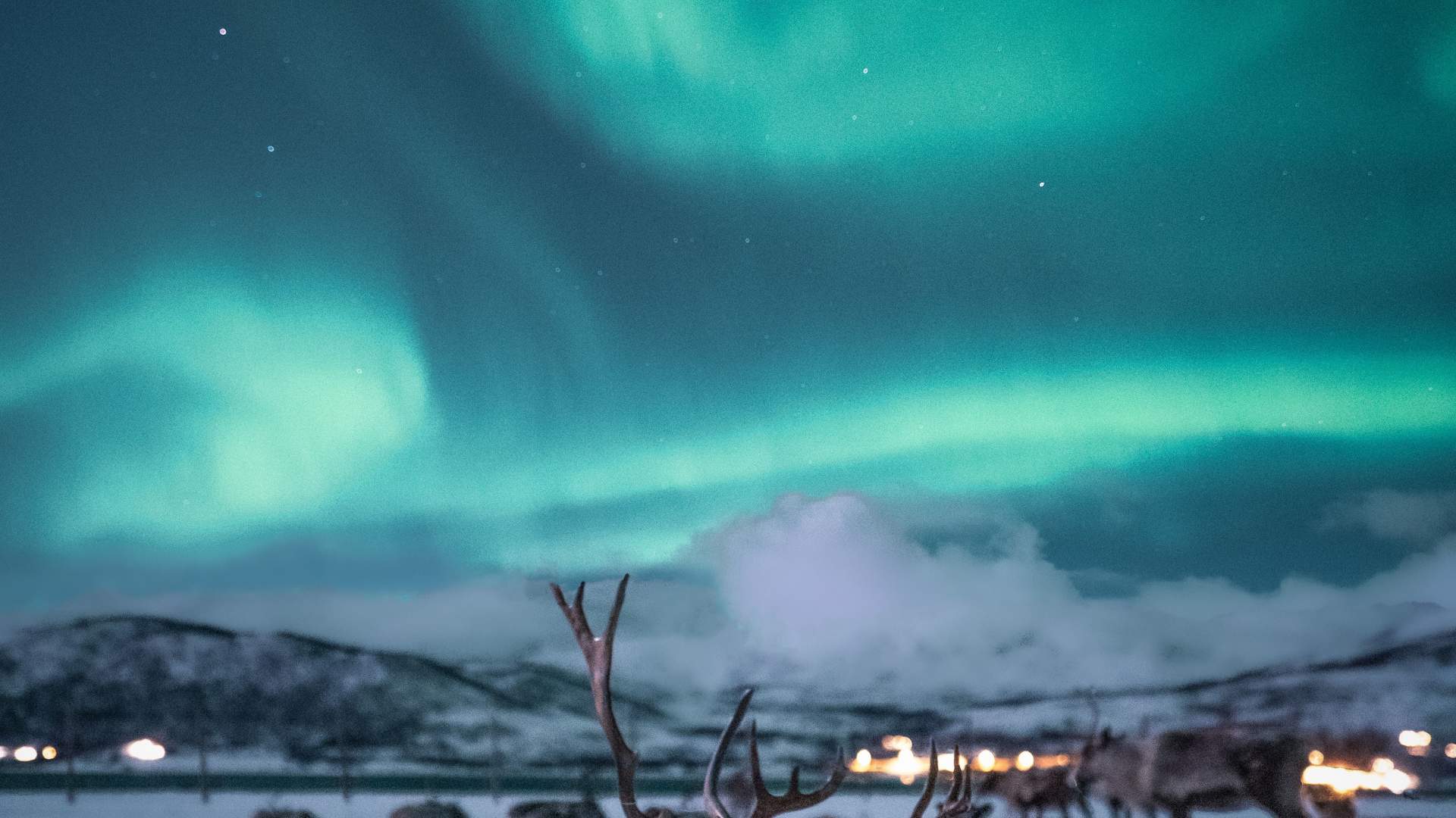 Reindeer Camp Dinner with Chance of Northern Lights