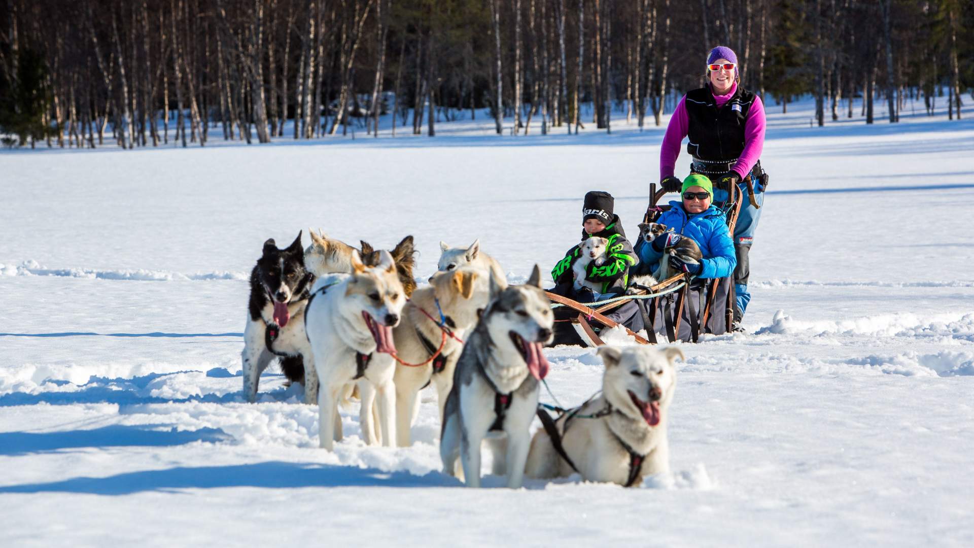 Dog-sleighing