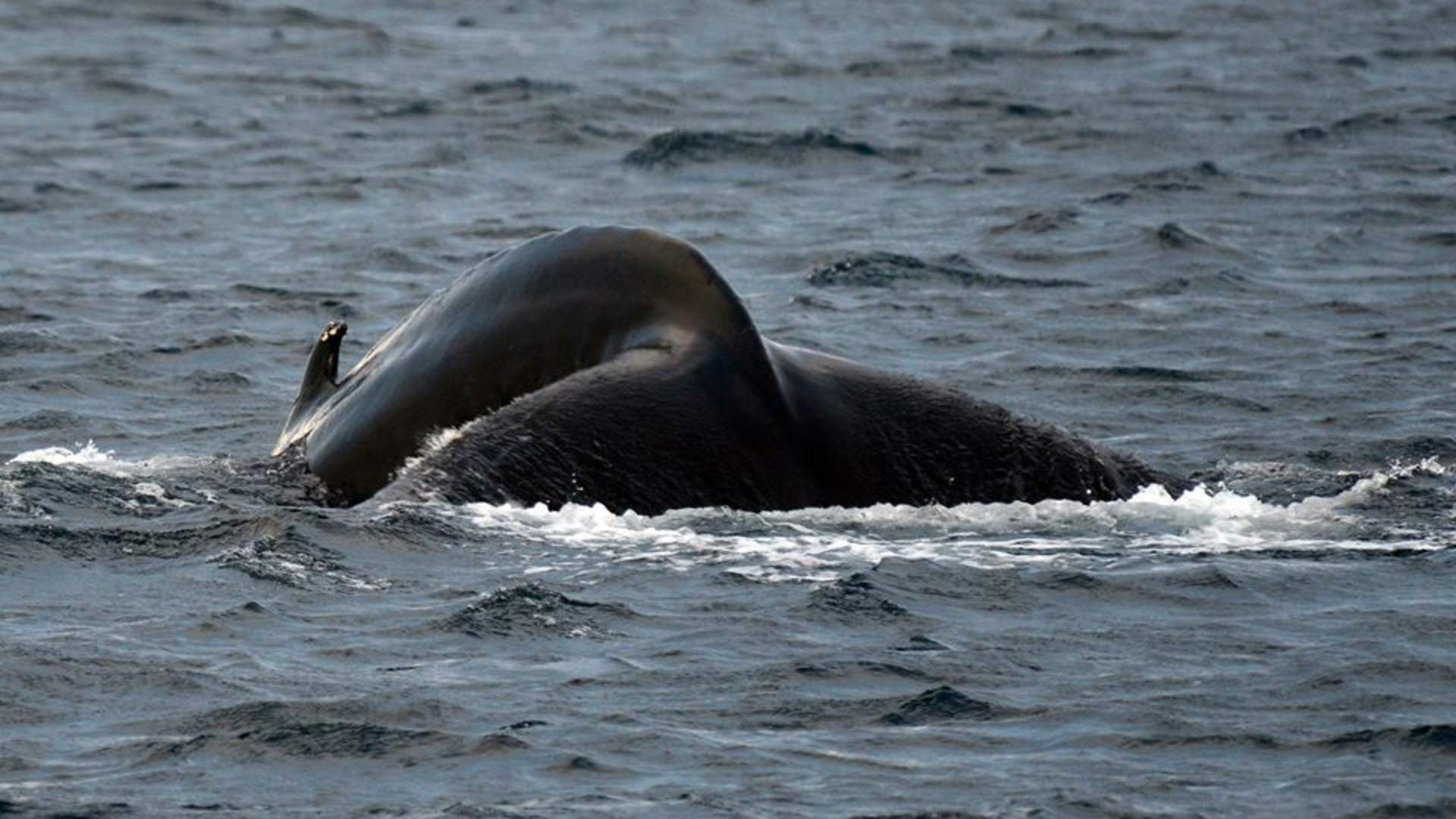 Fire dager hval safari