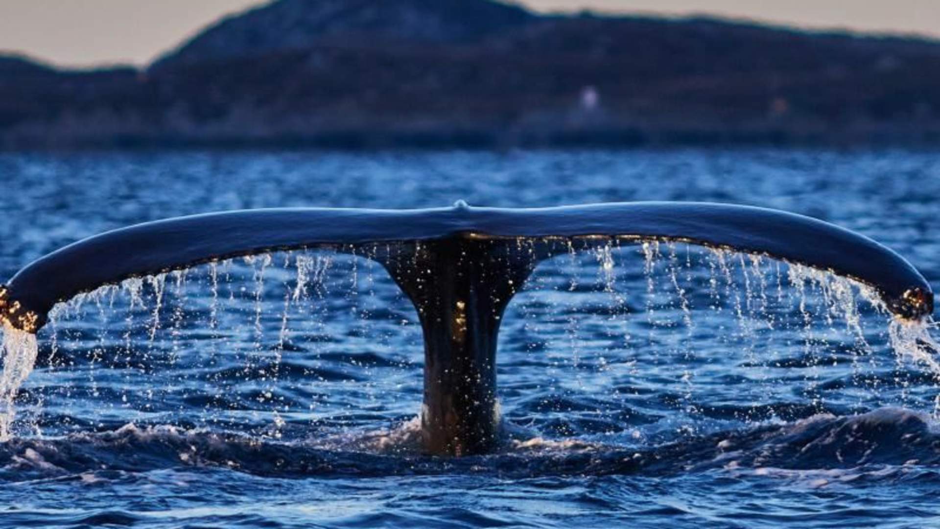 Fire dager hval safari