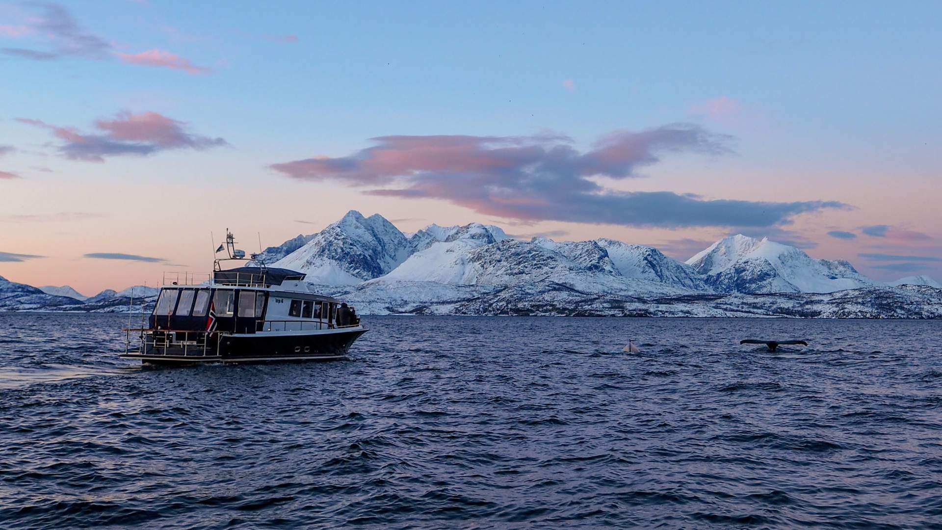 Lyngen Experience