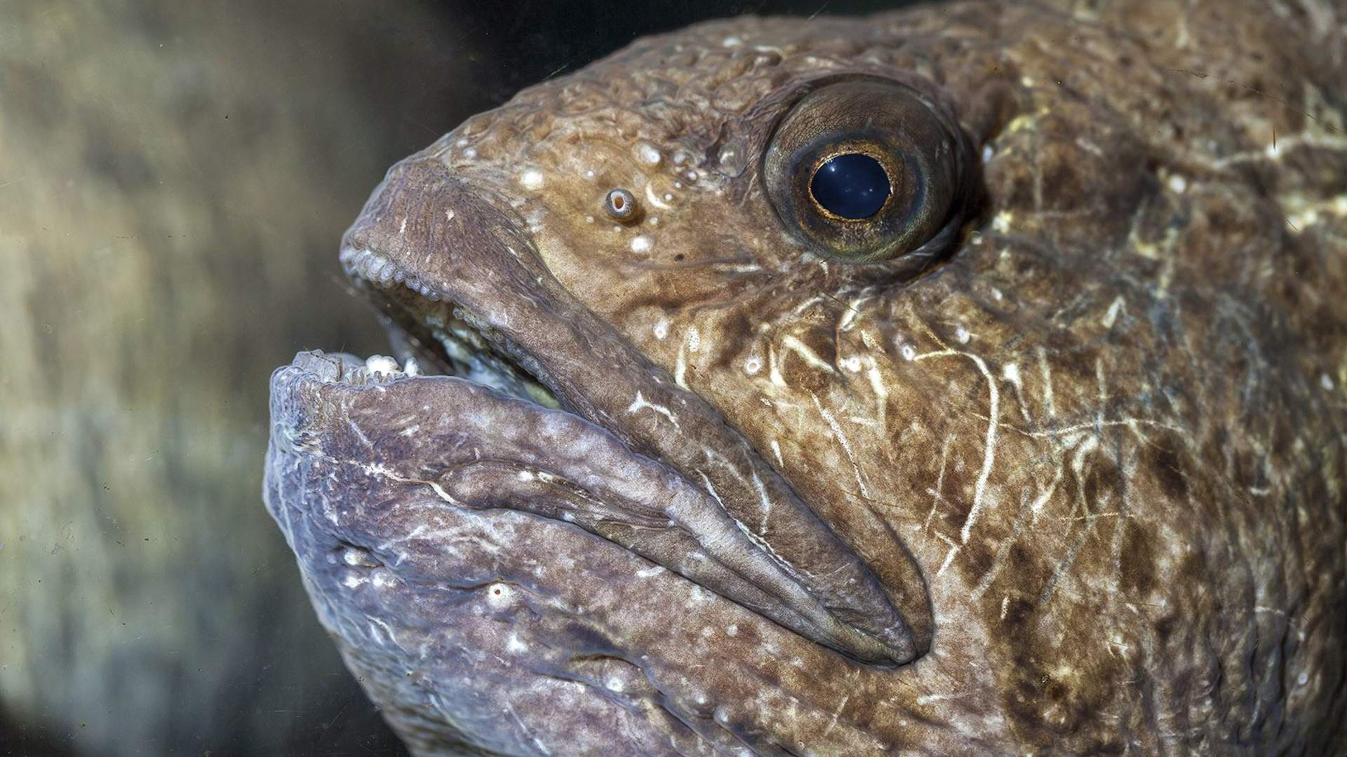 Spotted Wolffish