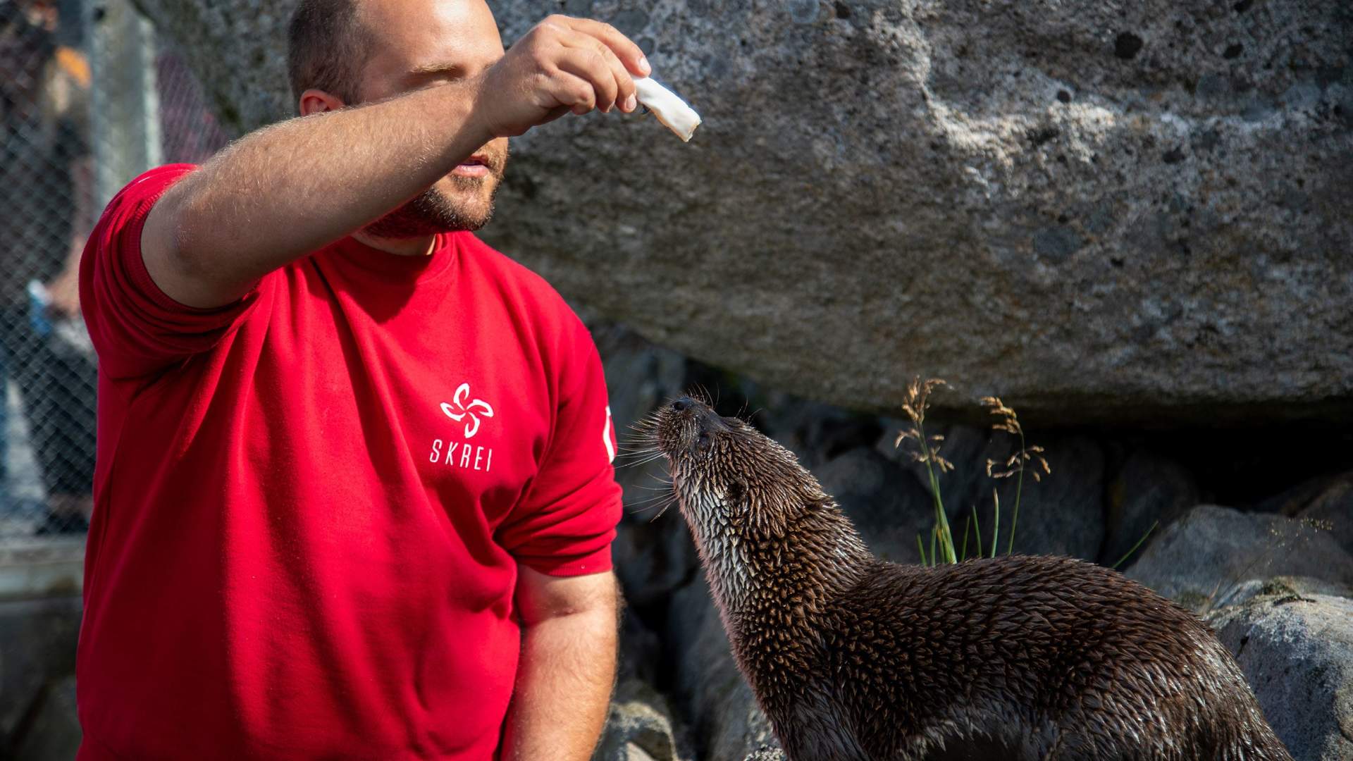 Feeding the Otters