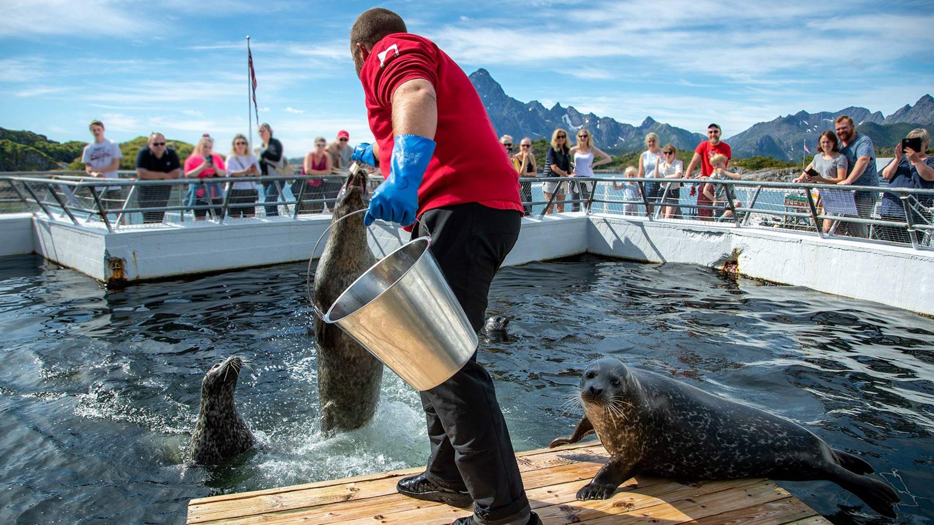 Feeding the Seals