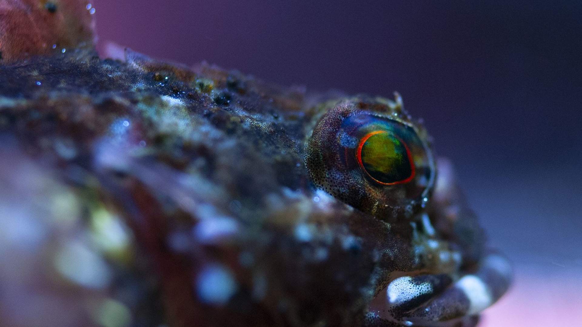 Sculpin