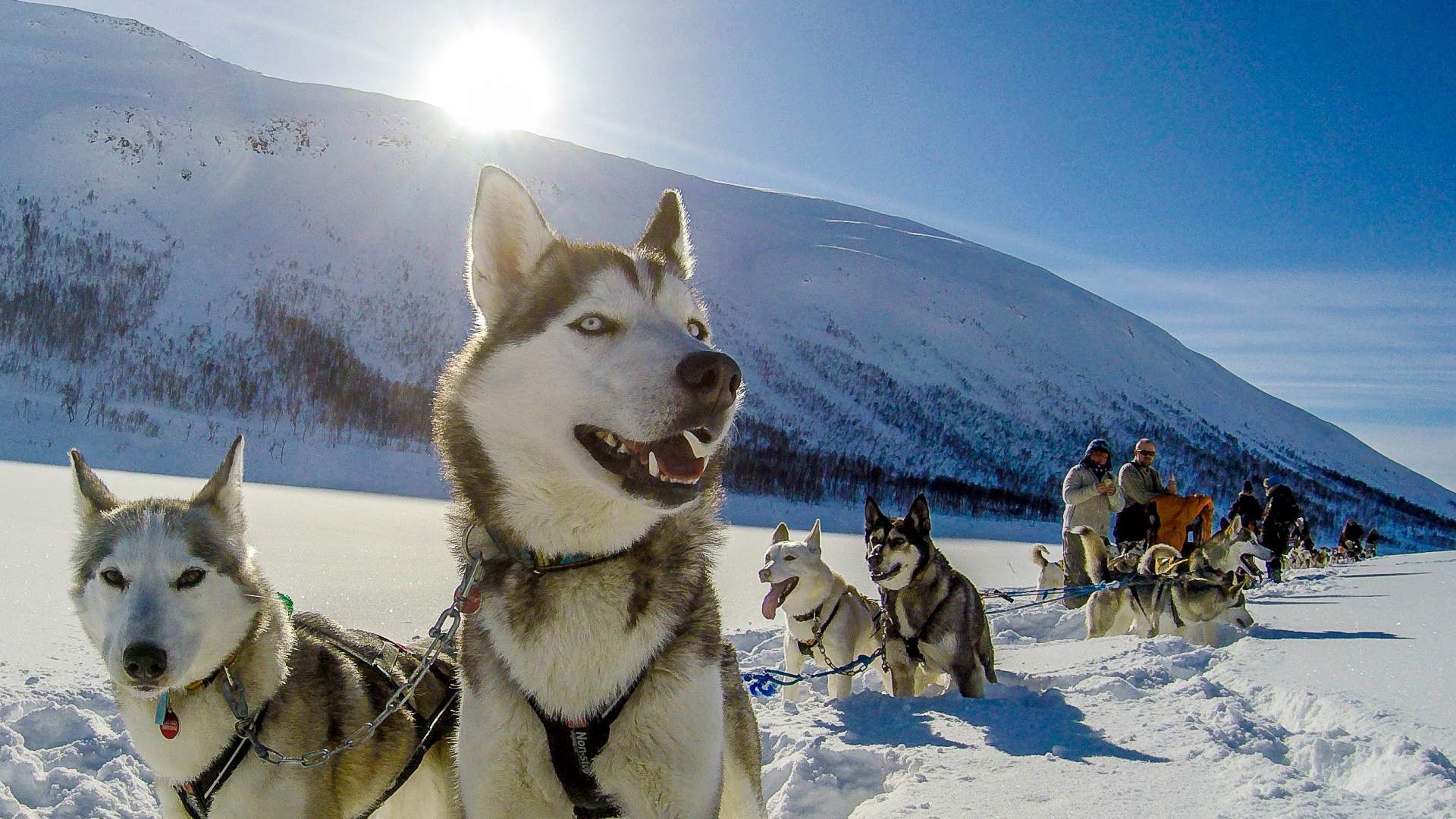 5 dagers Nyttårsekspedisjon med hvalsafari, hundesledetur og nordlys på Senja. Alt inkludert!