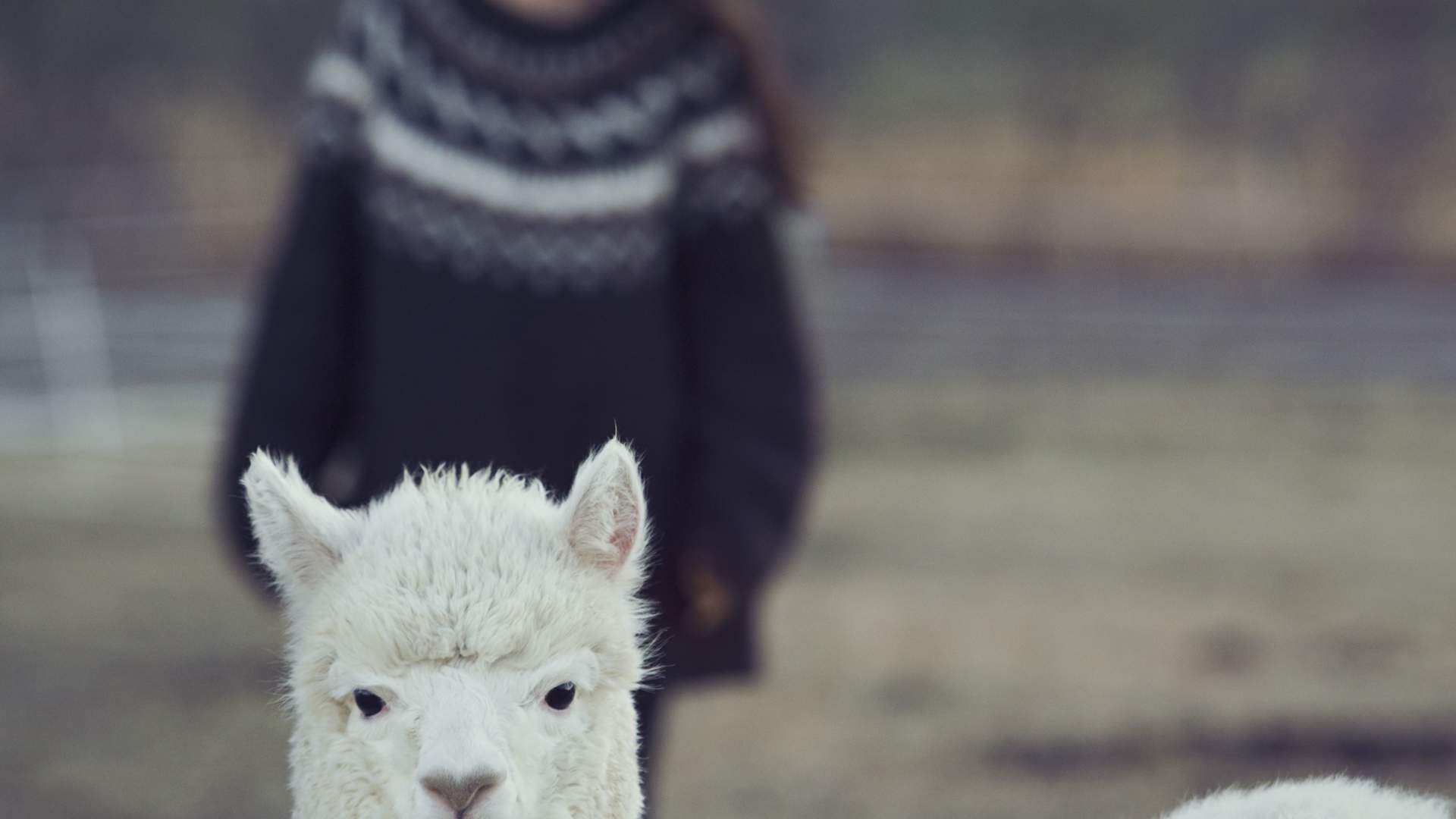 NØSTE - Yarn shopping