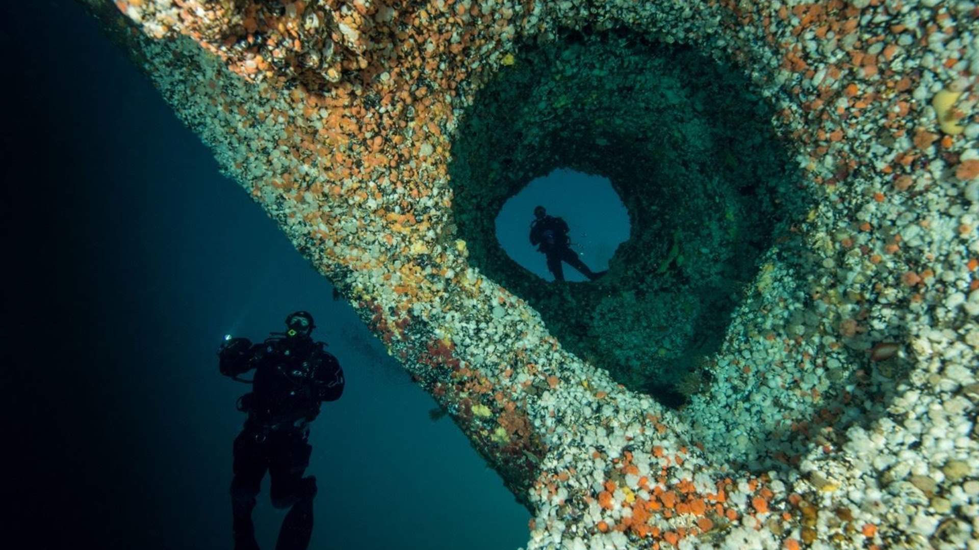 Diving in Saltstraumen