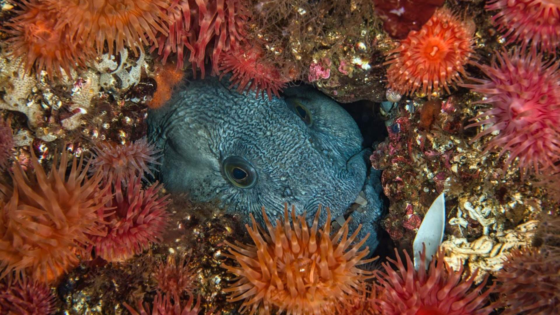 Diving in Saltstraumen
