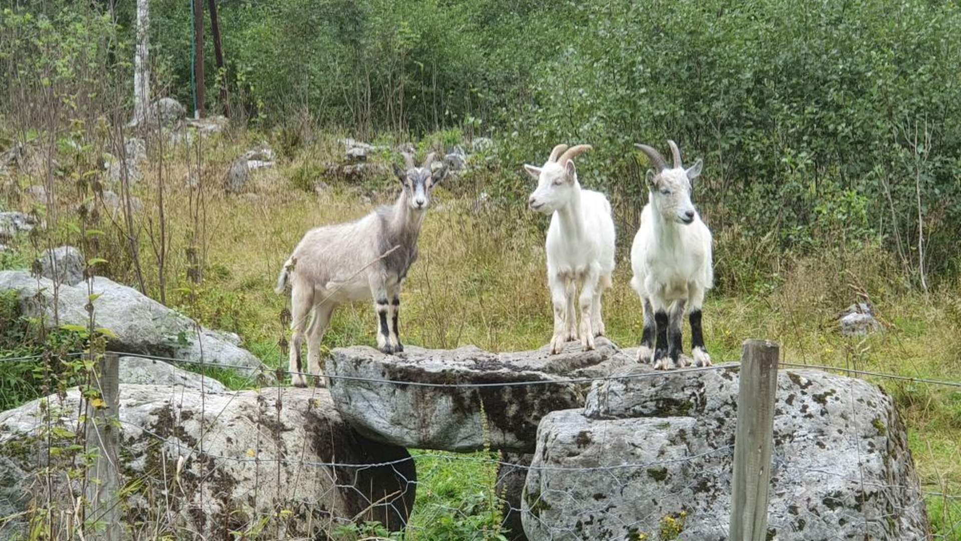 Gytridalen og Nedreholten