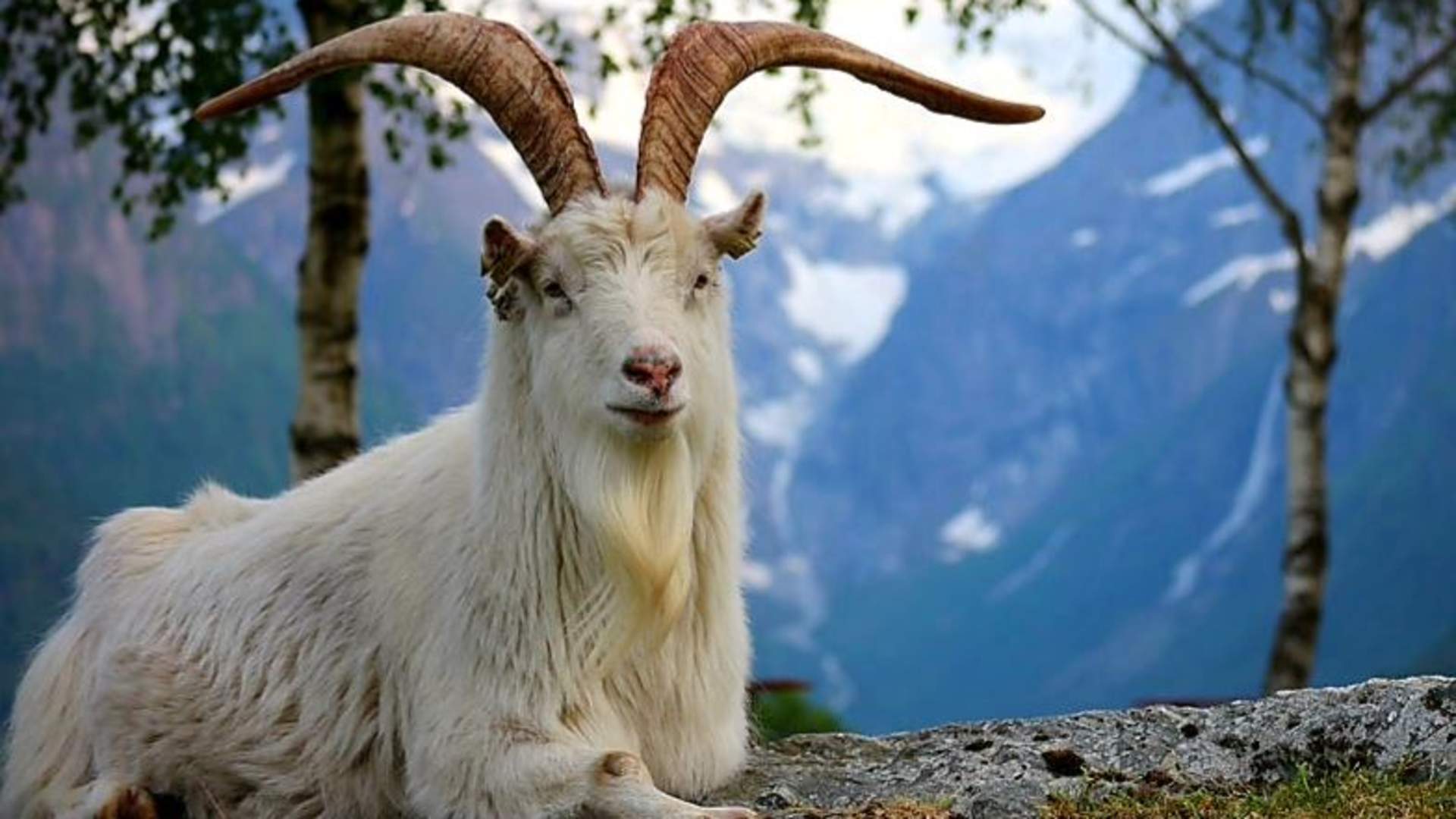 Gytridalen og Nedreholten