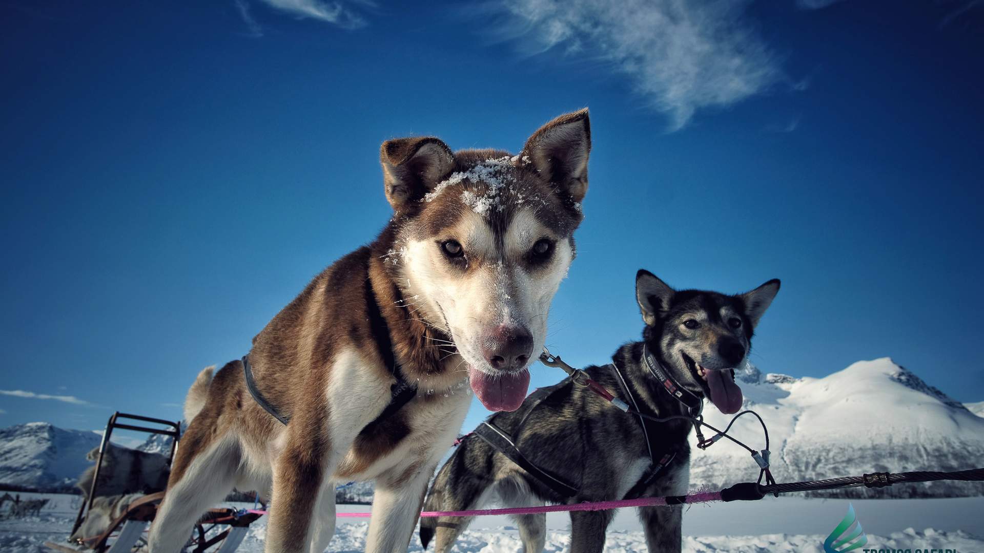 Husky Safari with Harkinn Husky - Morning