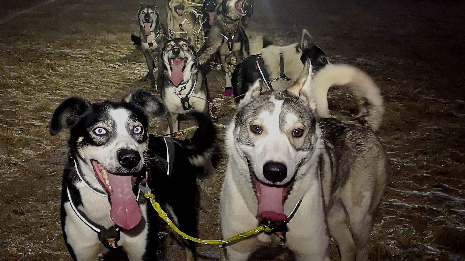Dog sledding with wagons