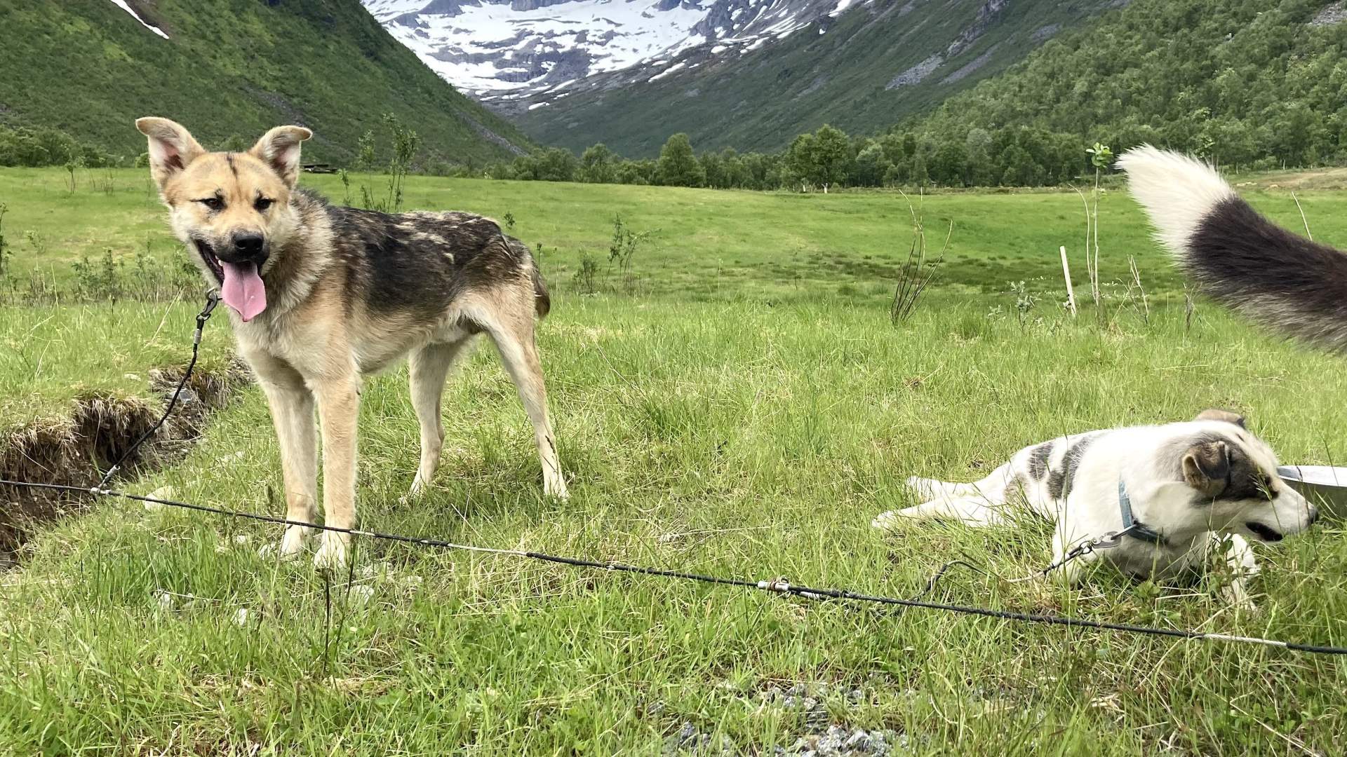 Dog sledding with wagons