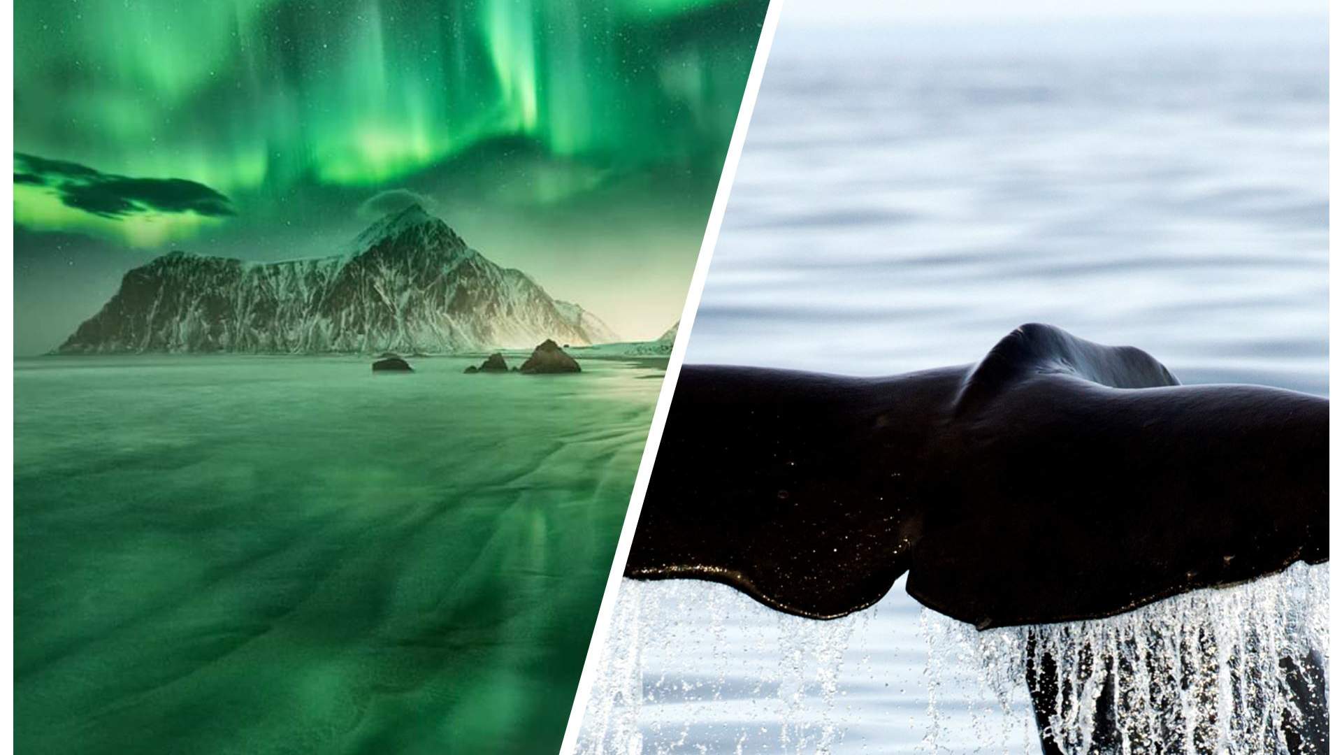 4 days whale and northern lights safari