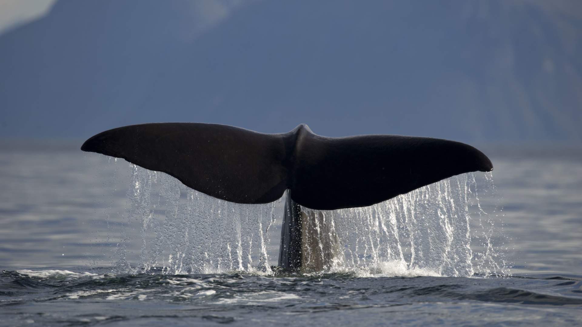 4 days whale and northern lights safari