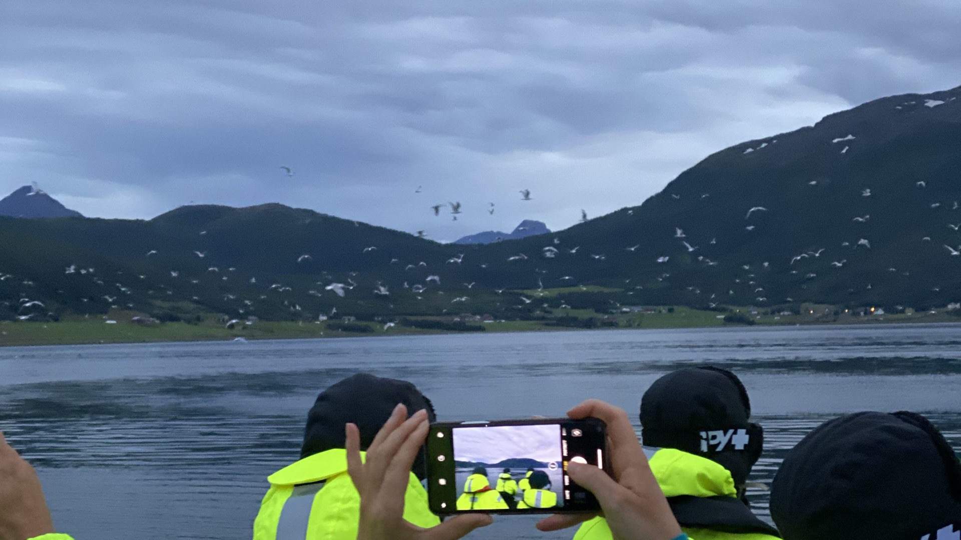 Whale Watching from Sørkjosen to Skjervøy - Reisafjord Xperience