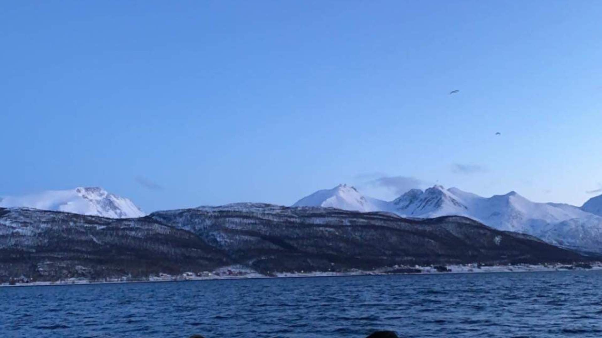 Whale Watching from Sørkjosen to Skjervøy - Reisafjord Xperience
