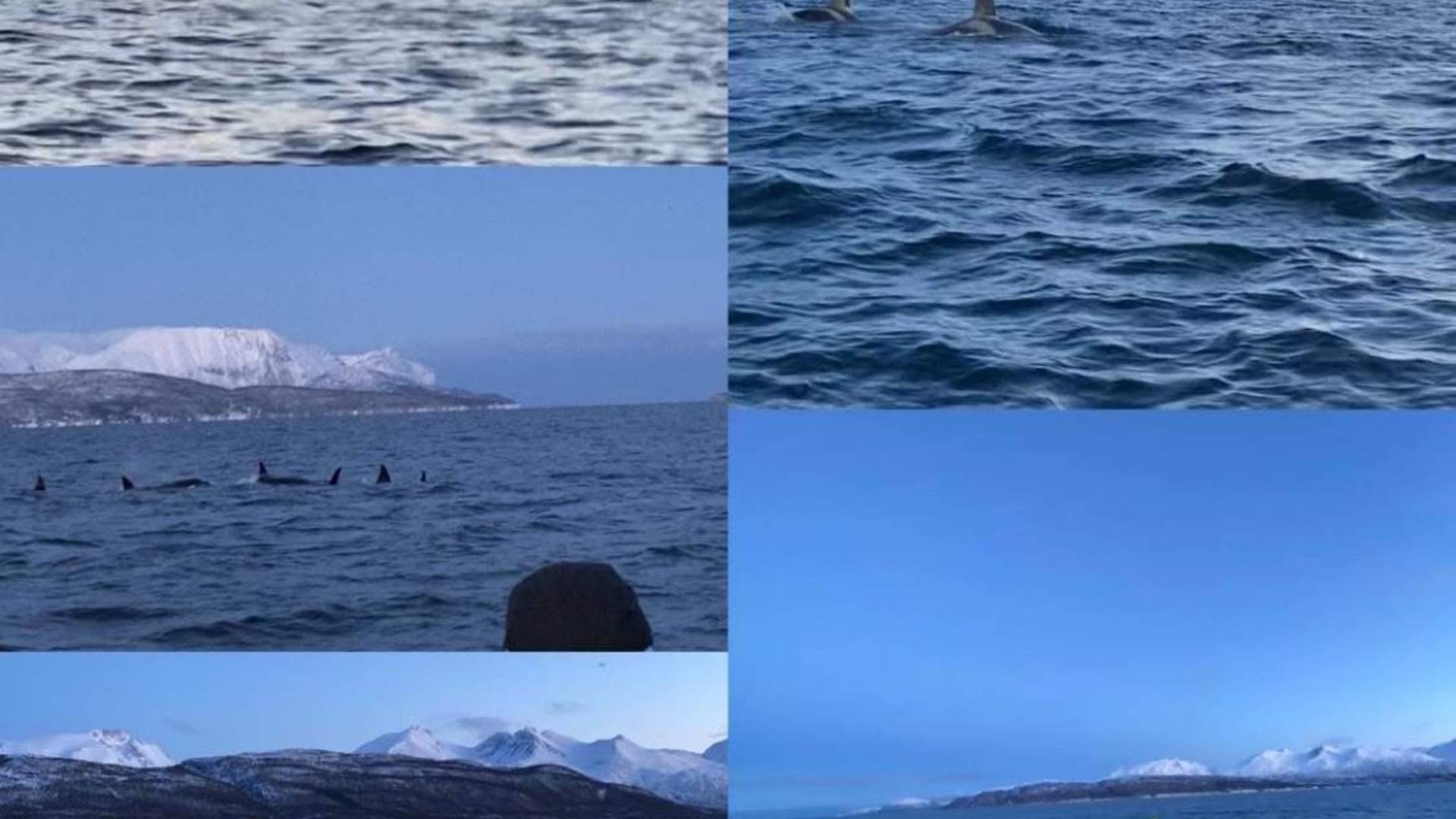 Whale Watching from Sørkjosen to Skjervøy - Reisafjord Xperience
