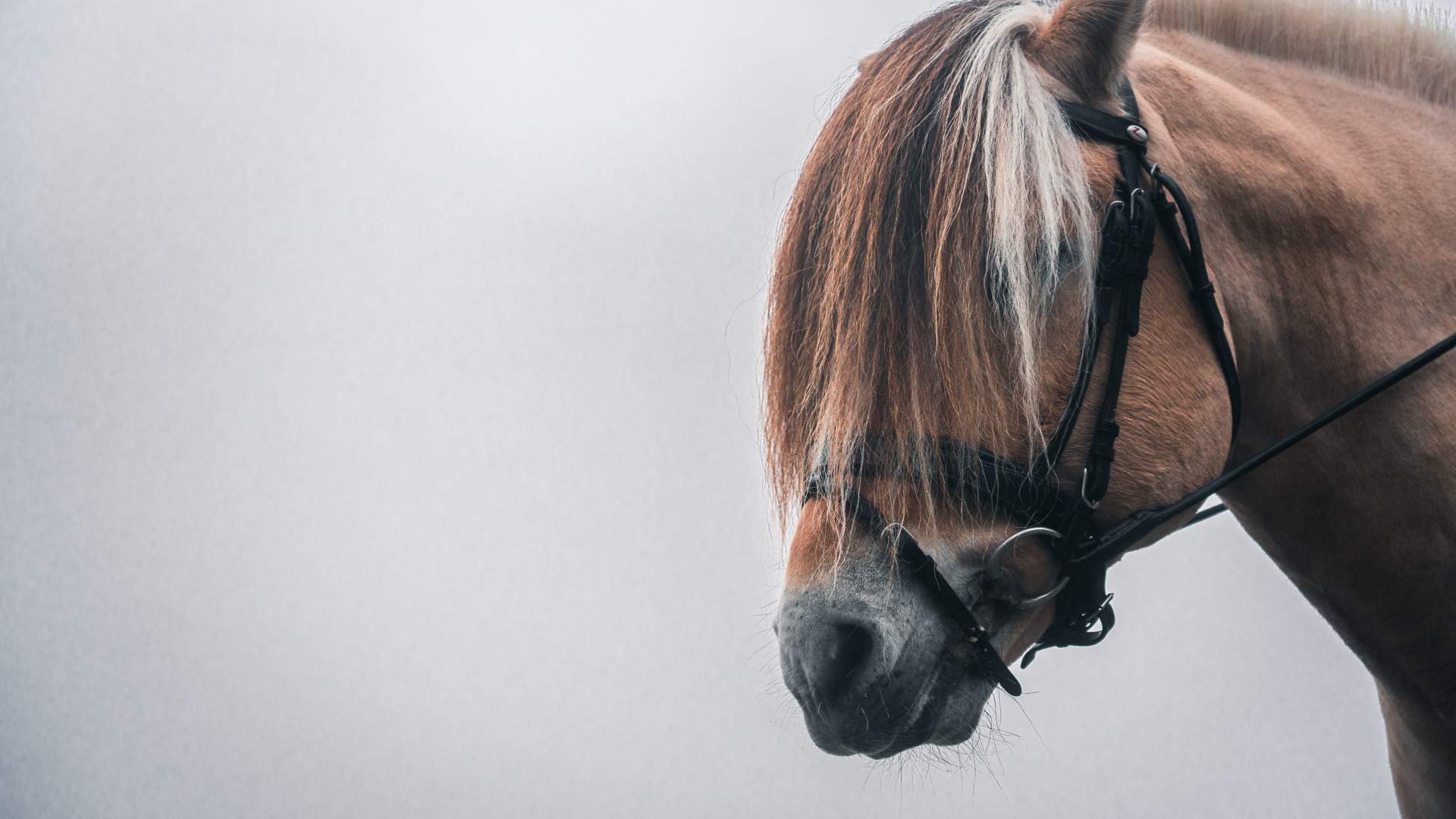 Norsk Fjordhestsenter