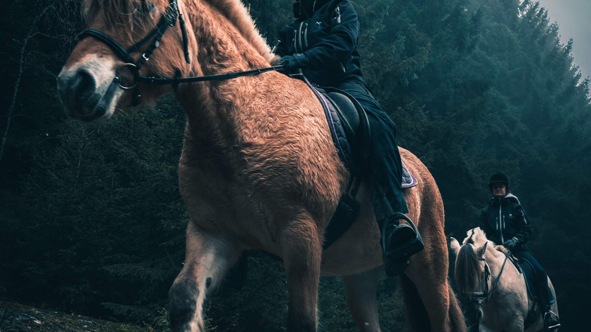 Norsk Fjordhestsenter